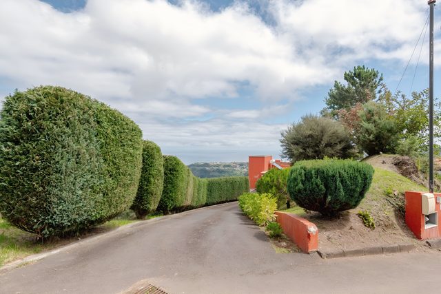 Clipped hedges along the drive