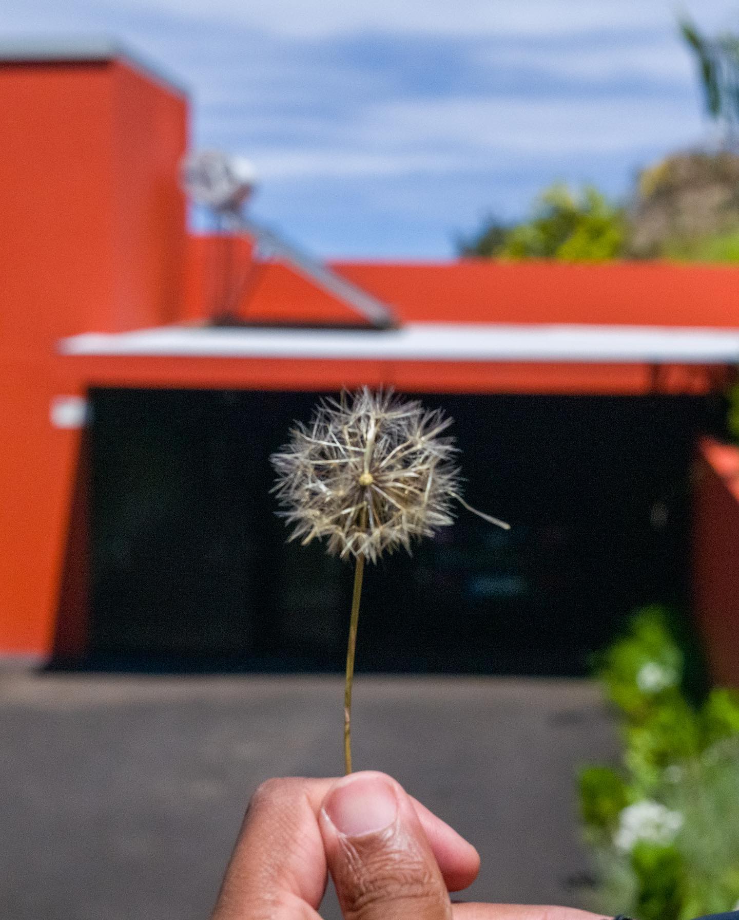 A dandelion held in front of the orange house